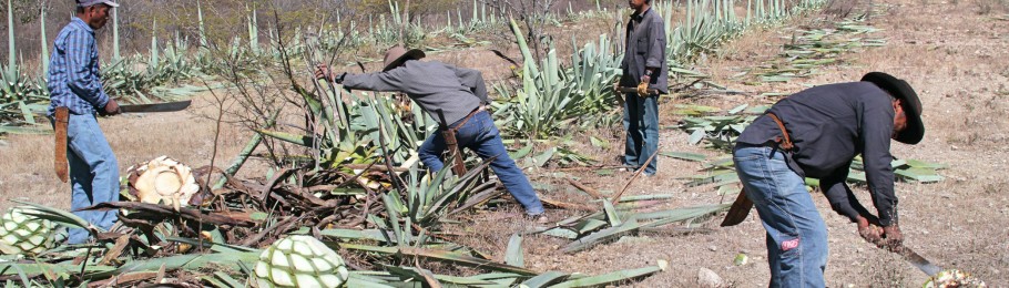 Mexiko: Krieg um die Agave