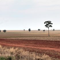 Brasilien: Der Fluch des Sojas